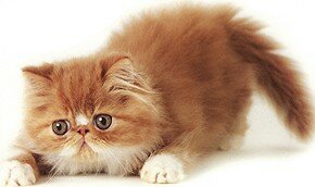 Мерзнут ли кошки зимой? 