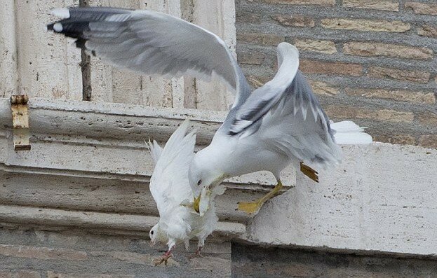 На голубей мира, выпущенных Папой, напали ворона и чайки | Фото: AFP