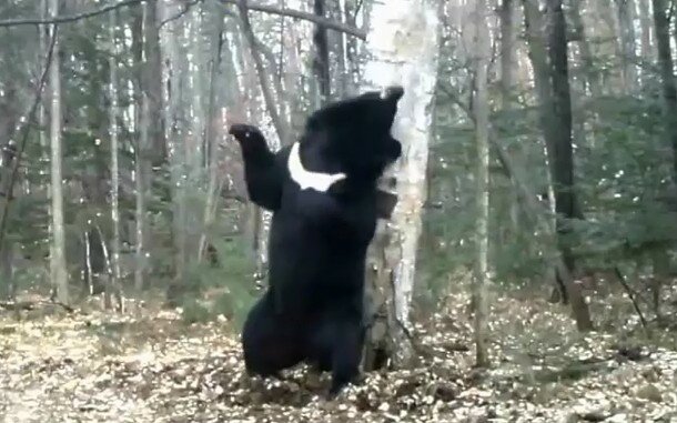 скриншот с видео 