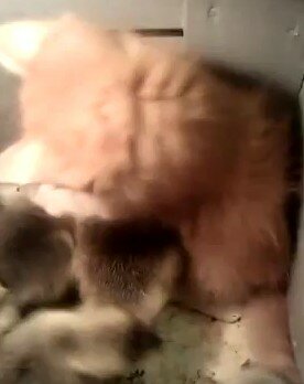 скриншот с видео 