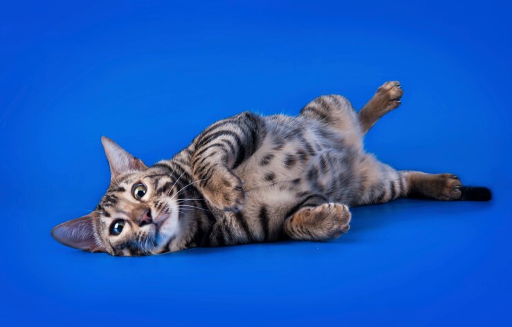 Кот поел на мясокомбинате на 26 тысяч | Фото: Thinkstock