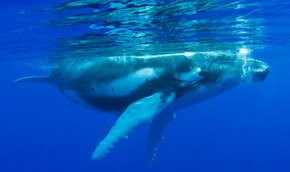 Британец разбогател на отрыжке кашалота | Фото: Thinkstock