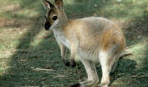 Австралия. Валлаби сняли с крыши | Фото: Thinkstock