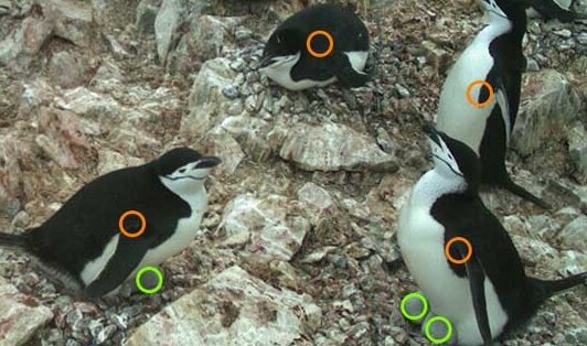 penguinwatch.org 