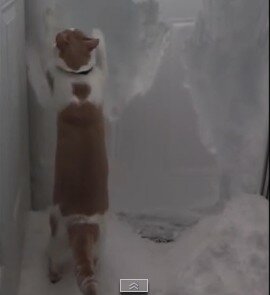 скриншот с видео 