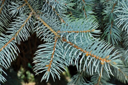 Во Владикавказе проведут акцию `50 оттенков зеленого` | Фото: Thinkstock