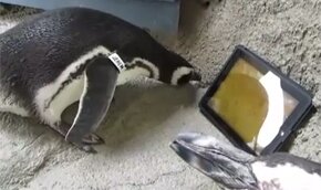 Пингвины осваивают iPad. Видео