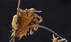 Лобковая вошь оказалась на грани исчезновения | Фото: Thinkstock