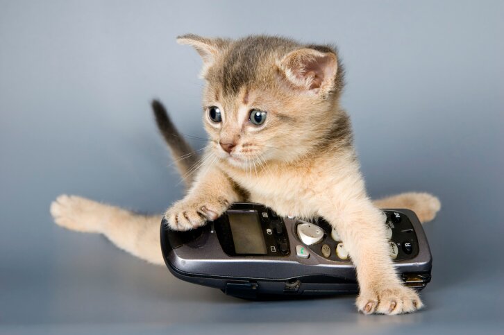 Коту не понравился разговор `по-кошачьи` | Фото: Thinkstock