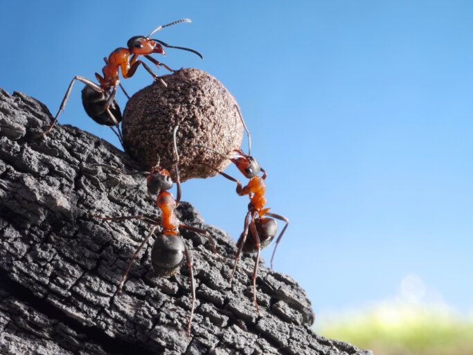 Ученые: создан муравей нужного размера | Фото: Thinkstock
