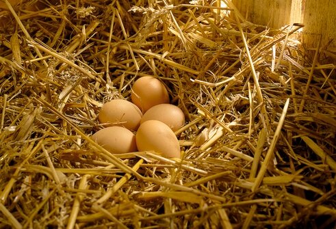 Чиновников посадили в тюрьму за воровство... яиц | Фото: Thinkstock
