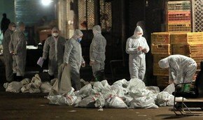 В Китае уничтожают птиц после 6 смертей от птичьего гриппа | Фото: AFP