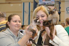 Израиль представляет: кошки-спортсмены и кошки-врачи | Фото: AFP