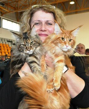 Израиль представляет: кошки-спортсмены и кошки-врачи | Фото: AFP
