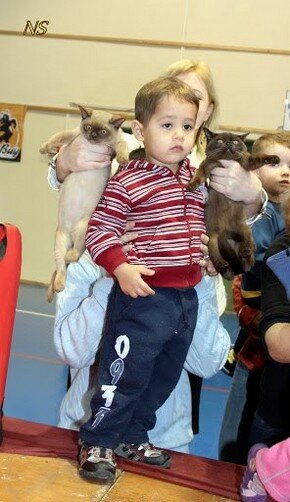 Израиль представляет: кошки-спортсмены и кошки-врачи | Фото: AFP