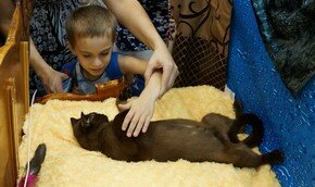 Израиль представляет: кошки-спортсмены и кошки-врачи |
