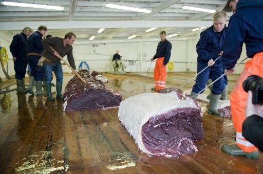 В Японии продавали собачий корм с китовым мясом | Фото: AFP