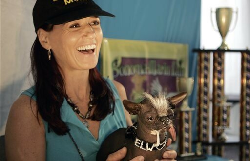 В минувшую пятницу в рамках ежегодной сельскохозяйственной ярмарки в калифорнийском городе Петалума состоялся конкурс самых уродливых собак. Победу одержал обладающий неземной наружностью пес по кличке Элвуд – помесь китайской хохлатой собаки с чихуахуа.