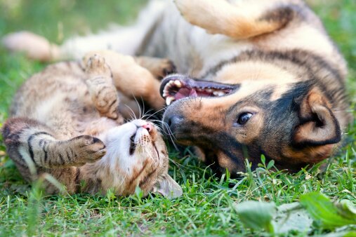 Любители кошек оказались умнее любителей собак | Фото: Thinkstock