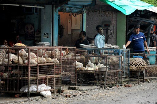 Китайский птичий грипп H7N9 может вызвать всемирную эпидемию | Фото: AFP