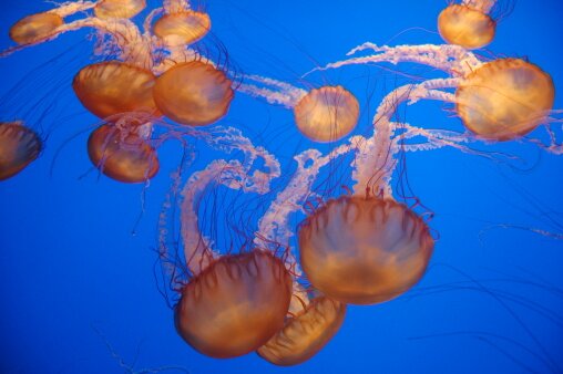 Медузы `пощадили` курорты Израиля и ушли в Сирию | Фото: Getty Images