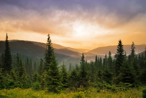 В Израиле появился Маккабианский лес | Фото: Thinkstock