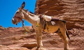 В Израиле прогулочных осликов оснастили вай-фаем | Фото: Thinkstock