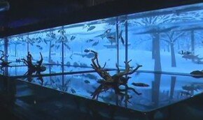 Живые рыбы как произведение искусства.