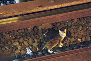 Котята остановили метро. Видео 