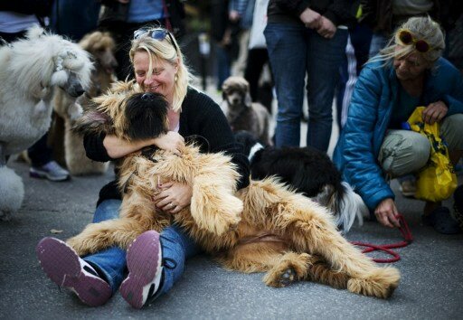 В Стокгольме состоялся собачий день | Фото: AFP