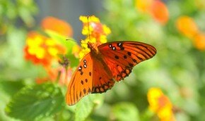 В Турции появится ”Долина бабочек” | Фото: Thinkstock