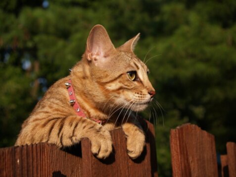Покушение на американского кота-мэра | Фото: Thinkstock