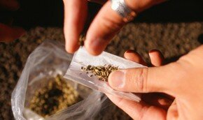 В Тель-Авиве требуют легализации марихуаны | Фото: Thinkstock