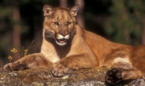 Коста-Рика вводит запрет на спортивную охоту | Фото: Thinkstock