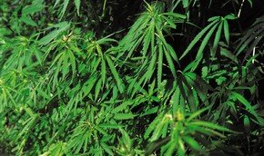 Израиль: 2 детей попали в больницу с отравлением марихуаной | Фото: Thinkstock