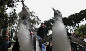 Пингвину, курице и страусу дали возможность летать. Видео | Фото: Getty Images