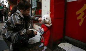 Шанхай: Одна семья – одна собака | Фото: Getty Images