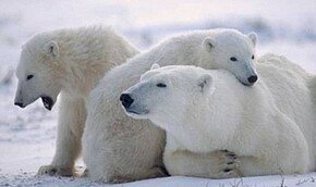 Америка создает `резервацию` для белых медведей | Фото: Getty Images