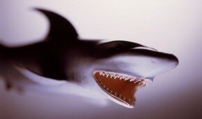 Тэквандо помогло отбиться от акулы | Фото: Thinkstock