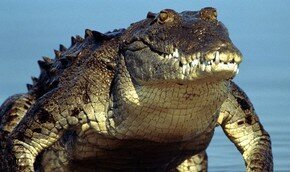 Челюсти крокодила нежнее подушек человеческих пальцев | Фото: Thinkstock