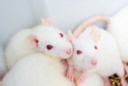 Мыши помогут обнаружить взрывчатку (видео) | Фото: Thinkstock