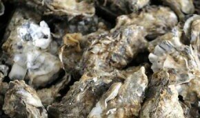 Японские ученые `болтают` с устрицами через переводчиков | Фото: Getty Images