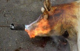 Вандалы осквернили синагогу свиной головой | Фото: AFP