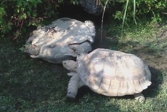 Друг в беде не бросит: как черепаха спасала собрата 