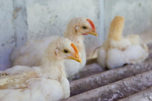 В Европе обнаружены новые вспышки птичьего гриппа | Фото: Thinkstock